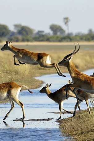 Safaris au sud-ouest de Botswana