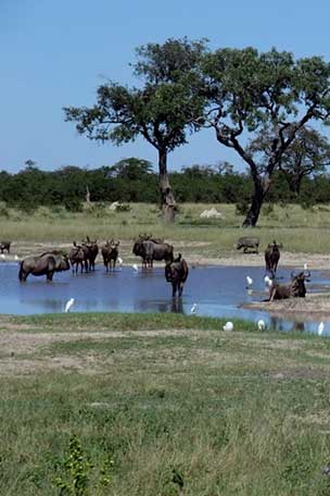 Safaris aux parcs nationaux du Botswana