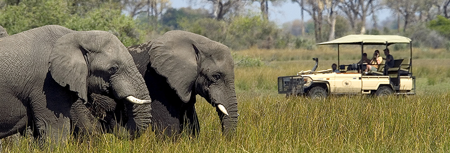 safaris au Botswana