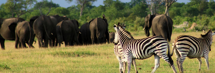 Les safaris au sud-ouest de Botswana