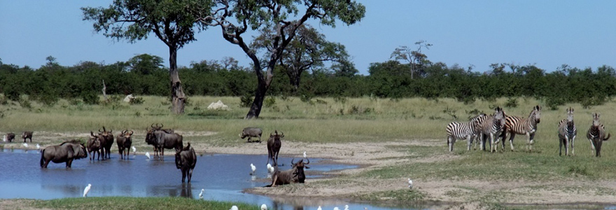 Les safaris au Botswana