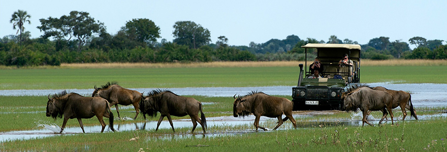 Safari au Botswana